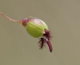 Scribners witch grass  Panicum sribnerianum