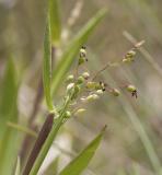 Scribners witch grass  Panicum sribnerianum