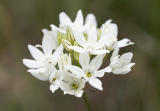 Fools-onion  Triteleia hyacinthina