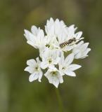 Fools-onion  Triteleia hyacinthina