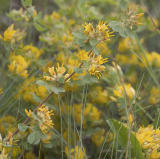 Nevada deervetch  Lotus nevardensis