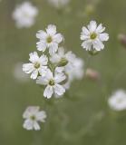 Douglas silene  Silene douglasii