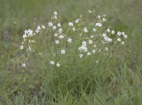 Douglas silene  Silene douglasii