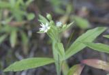 Silene menziesii  Menzies campion