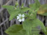 Silene menziesii  Menzies campion