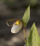 Moutain ladys slipper  Cypripedium montanum