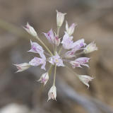 Allium acuminatum  Taper-tip onion