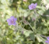 Richardsons geranium  Geranium richardsonii