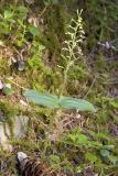 Northwestern twayblade  Listera caurina