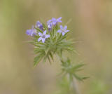 Skunkweed  Navarretia squarrosa