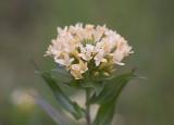 Large-flowered collomia  Collomia grndiflora