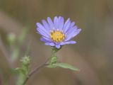 Eatons aster  Symphyotrichum eatonii  (Aster eatonii)