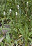 Alpine bistort  Polygonum viviparum