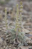 Three forked Artemisia  Artemisia trifurcata