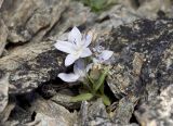 Olympic Mountain harebell (white form) Campanula piperi