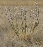 Scoulers catchfly  Silene scouleri