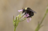 Scoulers catchfly  Silene scouleri