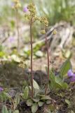 Western saxifrage  Saxifraga interigfolia