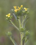 Mountain tarweed  Madia glomerata