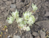 Tall woolly heads  Psilocarphus elatior