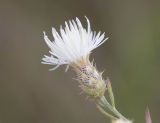 Diffuse knapweed Centaurea diffusa