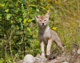 Coyote pup (wild)