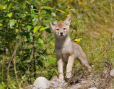 Coyote pup (wild)