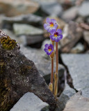 Orobanche uniflora  Naked broomrape