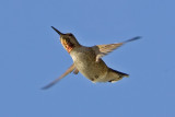 Annas Hummingbird (F)