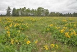 Puget balsamroot