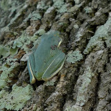 A SMALL TEXAS TREE FROG, CLIMBING HIGHER TO ESCAPE THE CHAIN SAWS