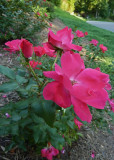 PINK FLOWERS  -  ISO 400