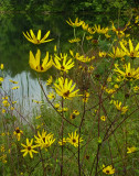 WILDFLOWERS AROUND FAWN LAKE  -  ISO 400