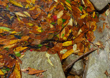 FLOATING LEAVES  -  PANTHERTOWN VALLEY  -  WESTERN NORTH CAROLINA