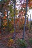 THE SETTING SUN PROVIDES SIDELIGHTING FOR FALL FOLIAGE IN OUR BACK YARD  -  ISO 200