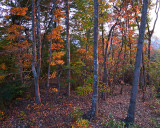 THE SETTING SUN PROVIDES SIDELIGHTING FOR FALL FOLIAGE IN OUR BACK YARD  -  ISO 200