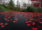 RED LEAVES  -  ISO 100