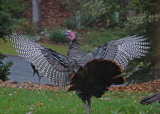 LARGE TURKEY  -  ISO 3200  -  TAKEN WITH A SONY 18-200mm E-MOUNT LENS