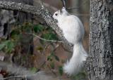 BABY WHITE SQUIRREL.jpg