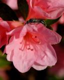 SMALL BEE ON FLOWER.jpg