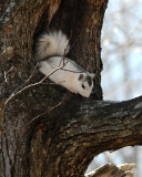 SUNNING SQUIRREL - ISO 800