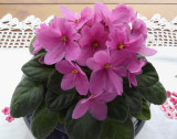 AFRICAN VIOLET - HAND-HELD AT 1/25 SECOND
