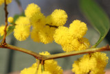 Yellow Wattle