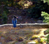 Blue Stellar Jay