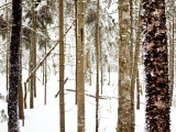 Wood