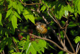 Young American Robin