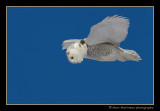 Snowy Owl in flight--Looking for a prey !