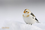 Snow Bunting