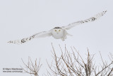 Snowy Owl