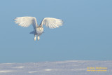 Snowy Owl